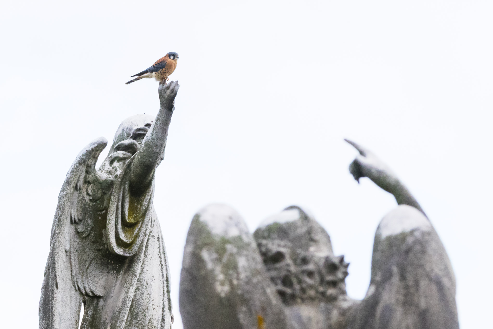 American Kestrel, Falco sparverius (2025)