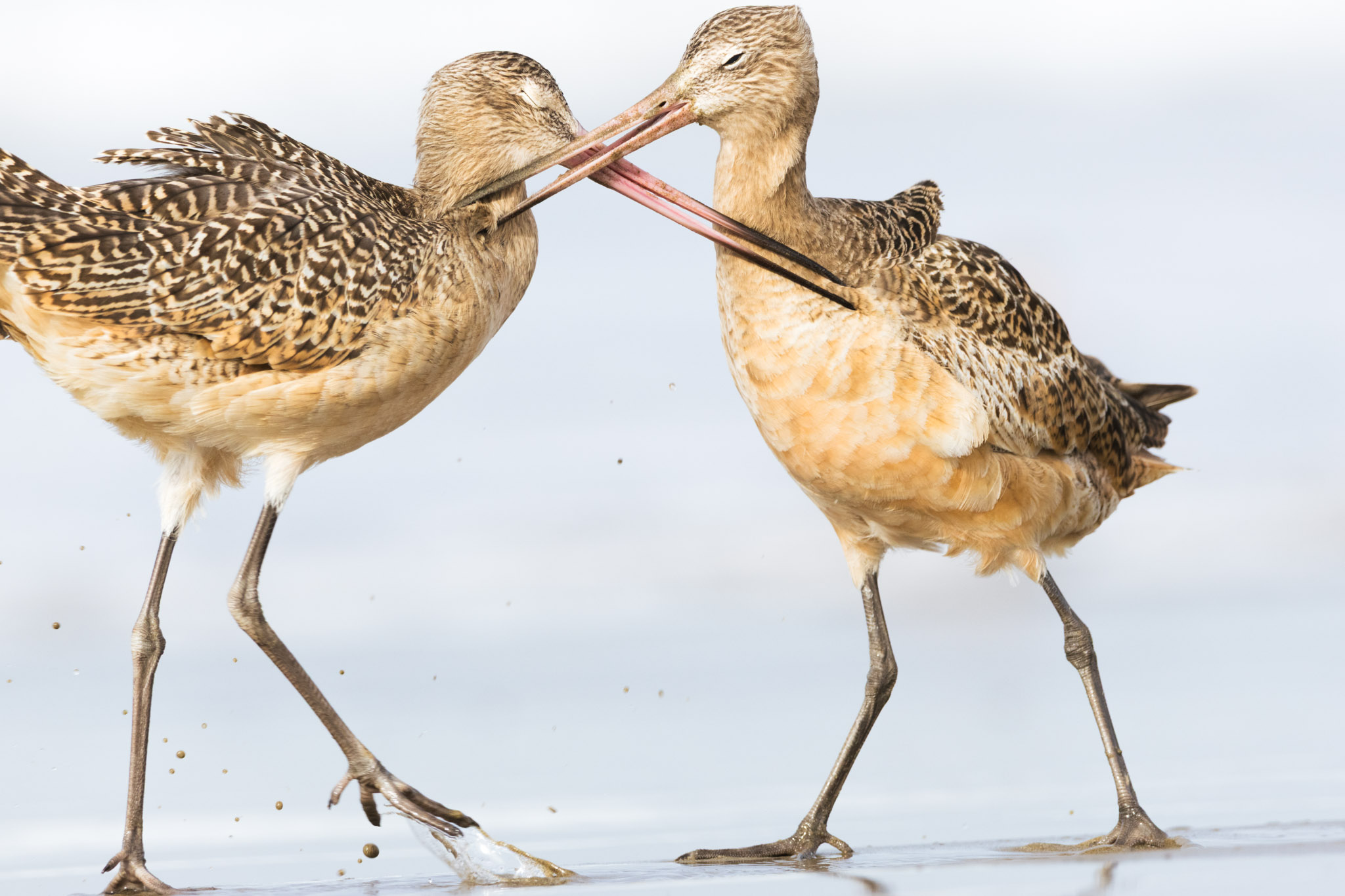 Marbled Godwit, Limosa fedoa (2024)