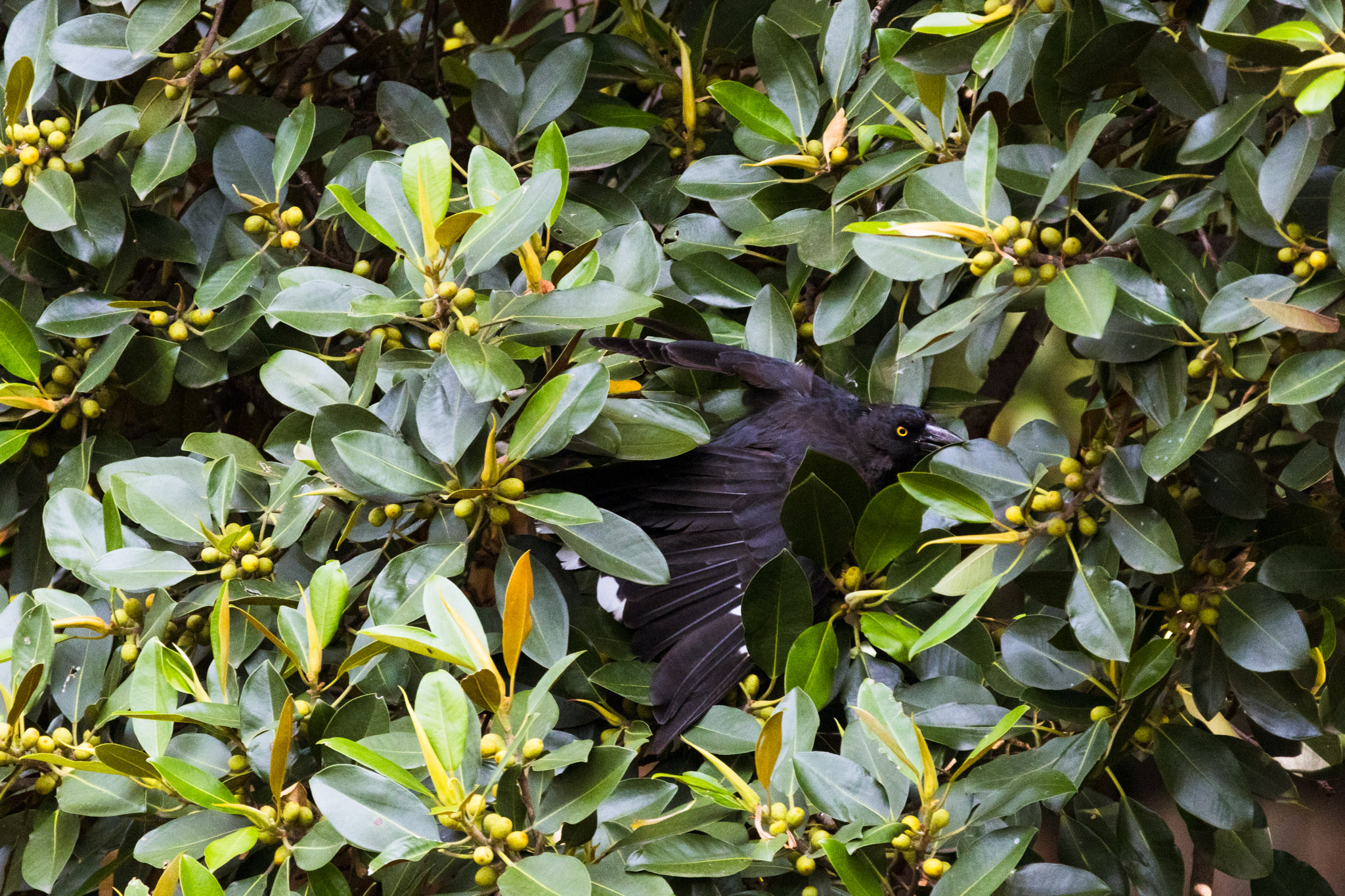 Pied Currawong, Strepera graculina (2025)