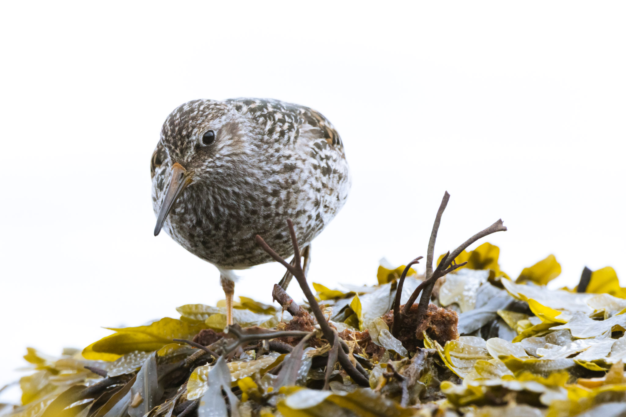 Purple Sandpiper, Calidris maritima (2023)