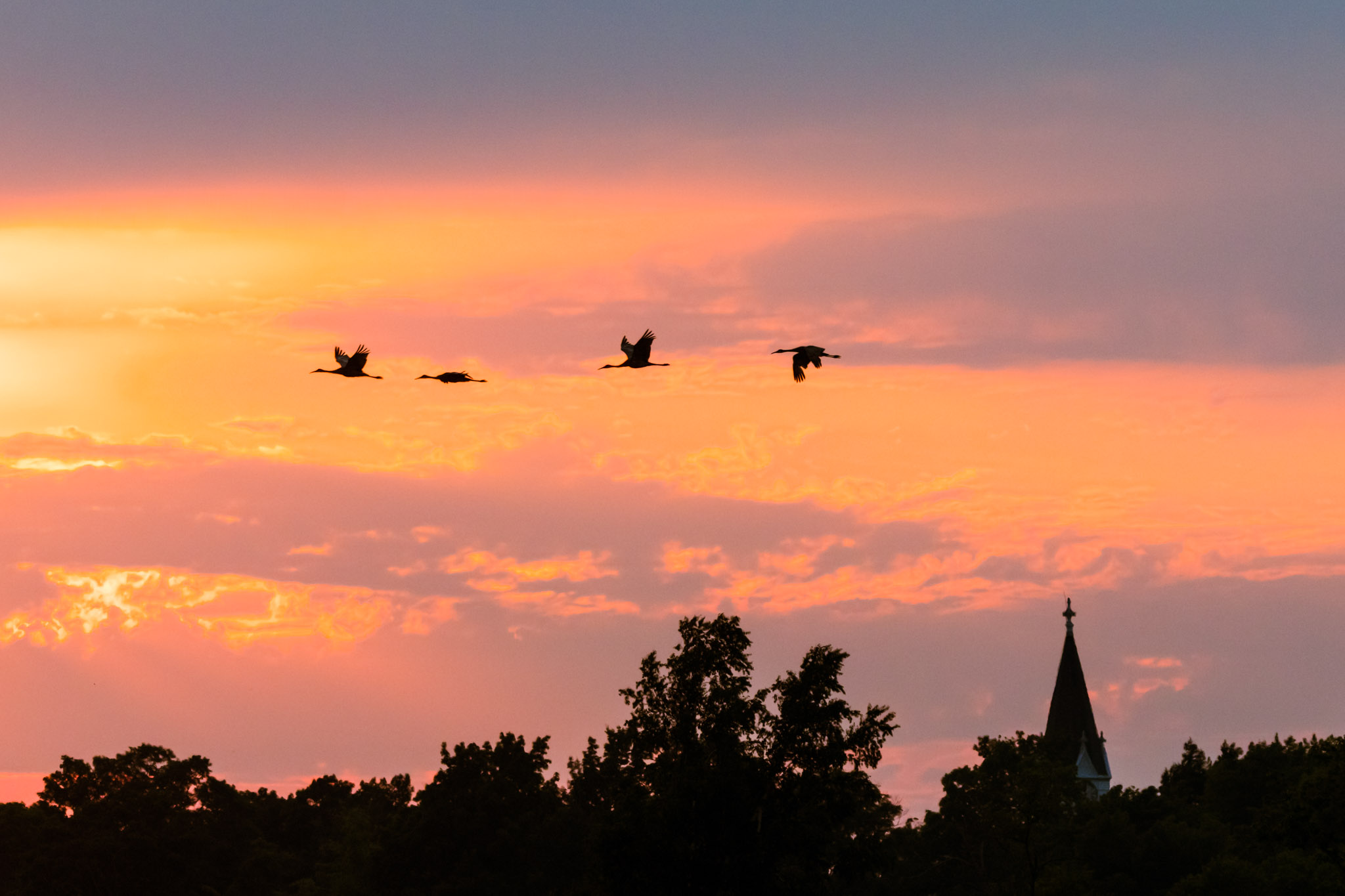 Sandhill Crane, Antigone canadensis (2025)