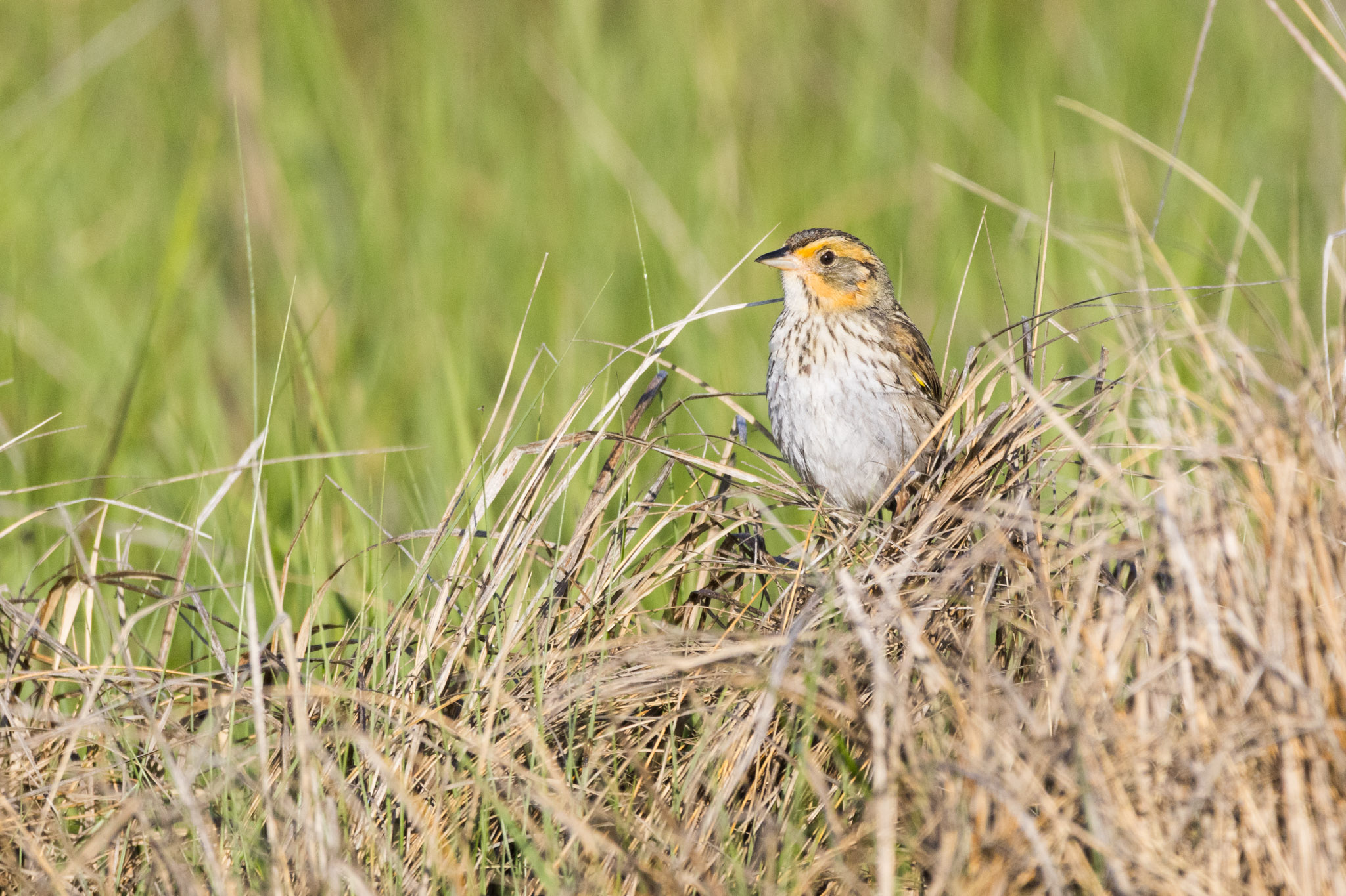 Saltmarsh Sparrow, Ammospiza caudacuta (2026)