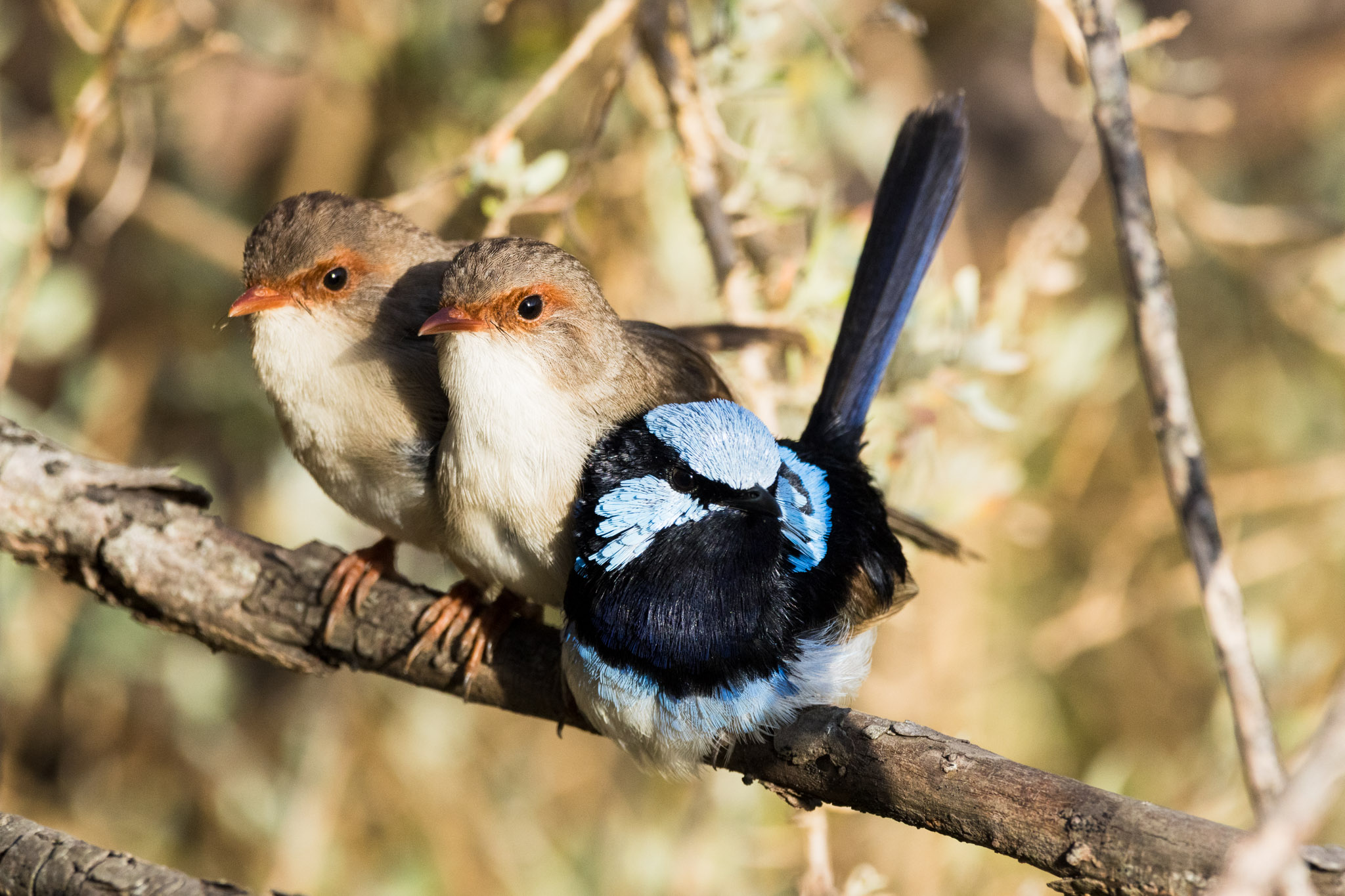 Superb Fairywren, Malurus cyaneus (2025)