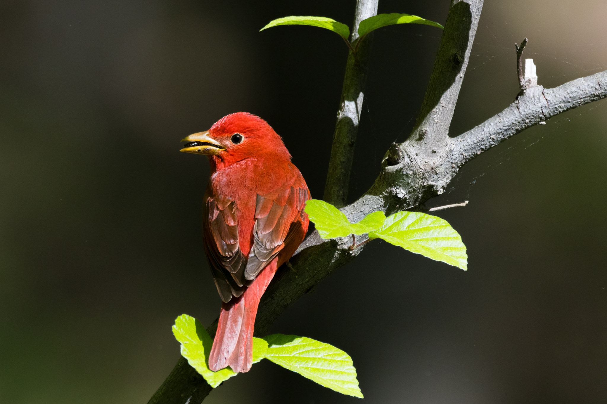 Summer Tanager, Piranga rubra (2026)