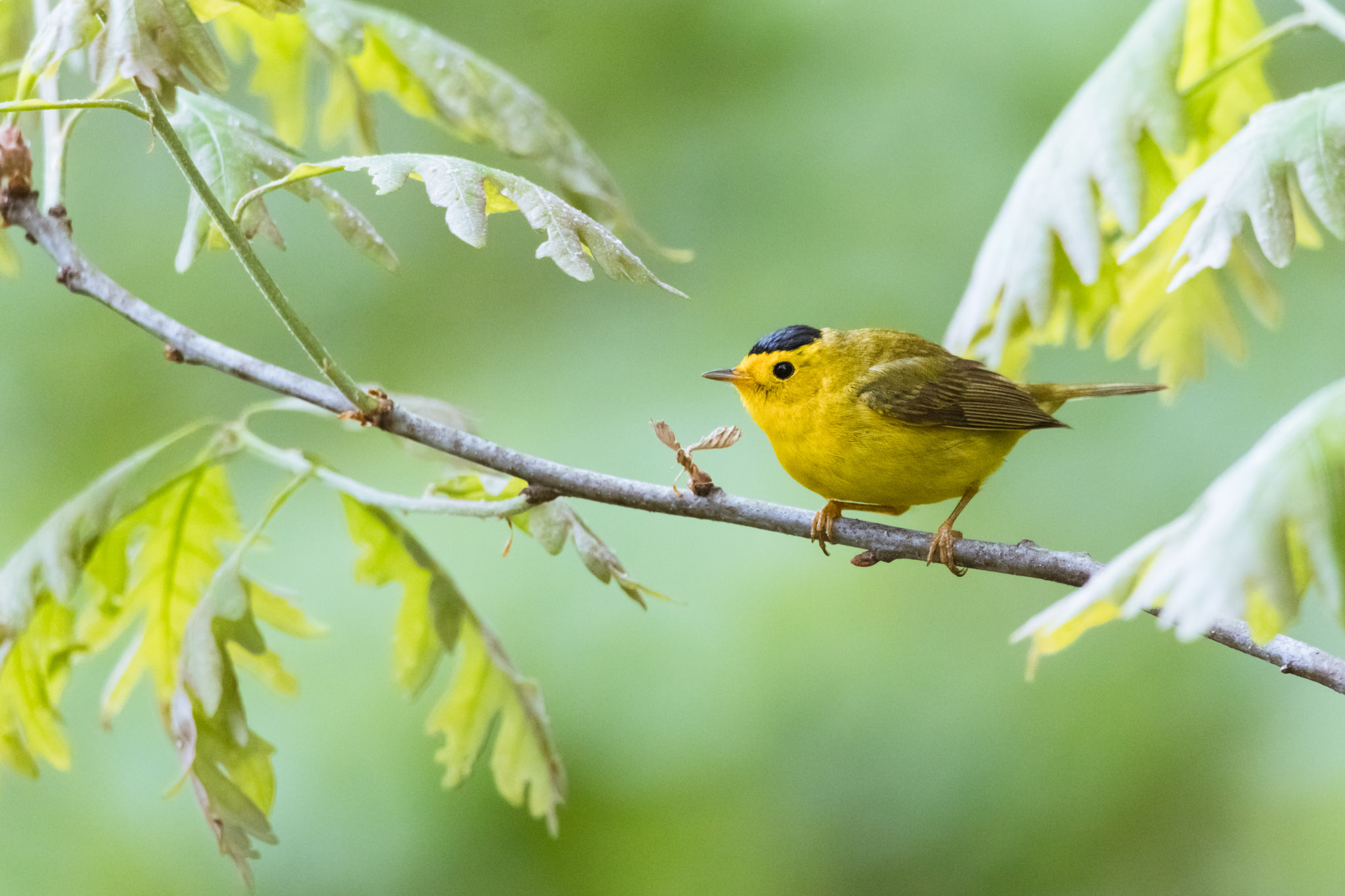 Wilson's Warbler, Cardellina pusilla (2024)